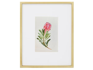 Protea Watercolor (Original)